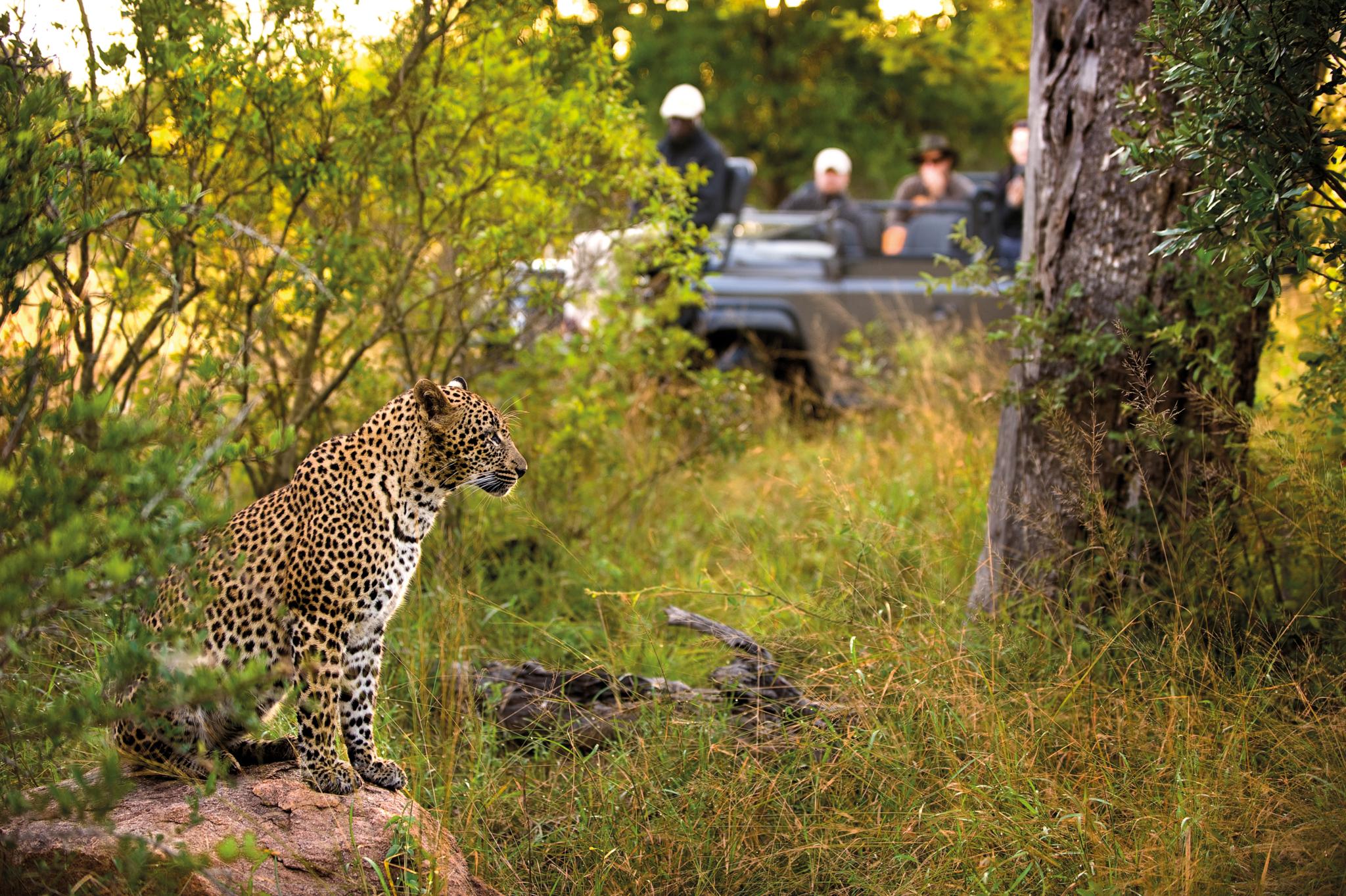 Lion Sands Narina Lodge Sabi Sand Game Reserve Εξωτερικό φωτογραφία