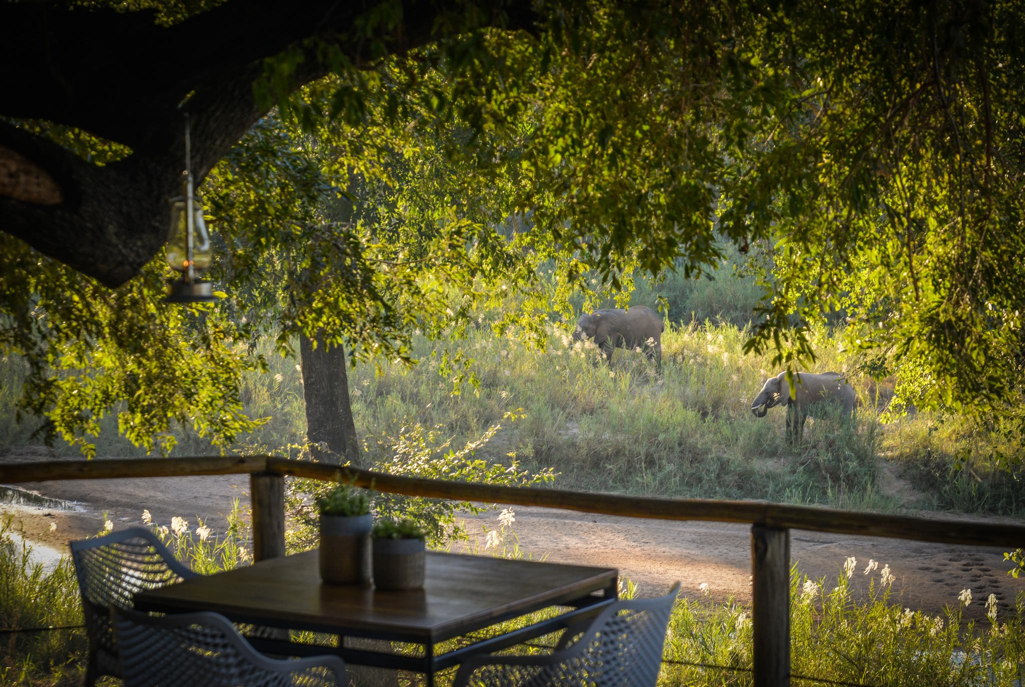 Lion Sands Narina Lodge Sabi Sand Game Reserve Εξωτερικό φωτογραφία