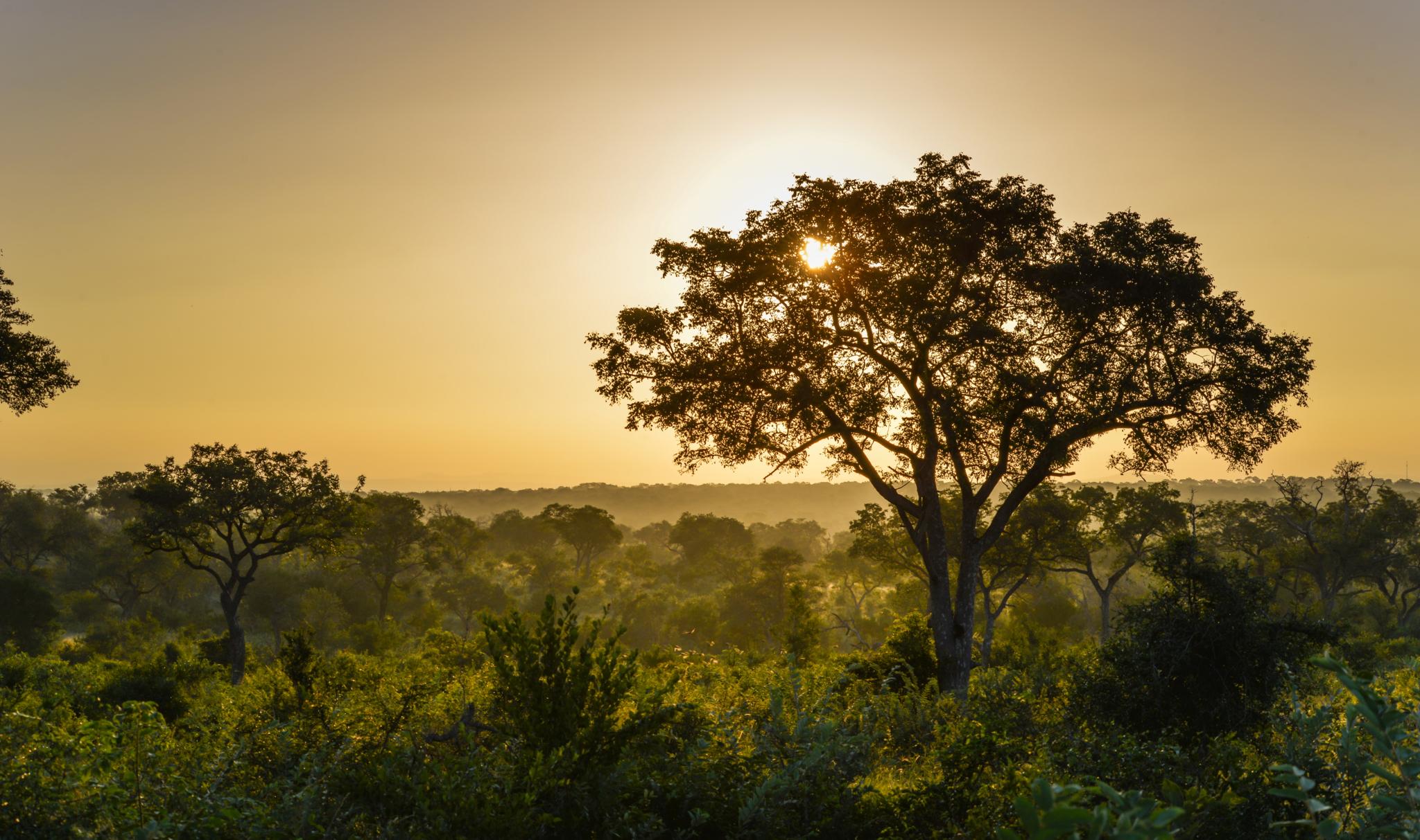 Lion Sands Narina Lodge Sabi Sand Game Reserve Εξωτερικό φωτογραφία
