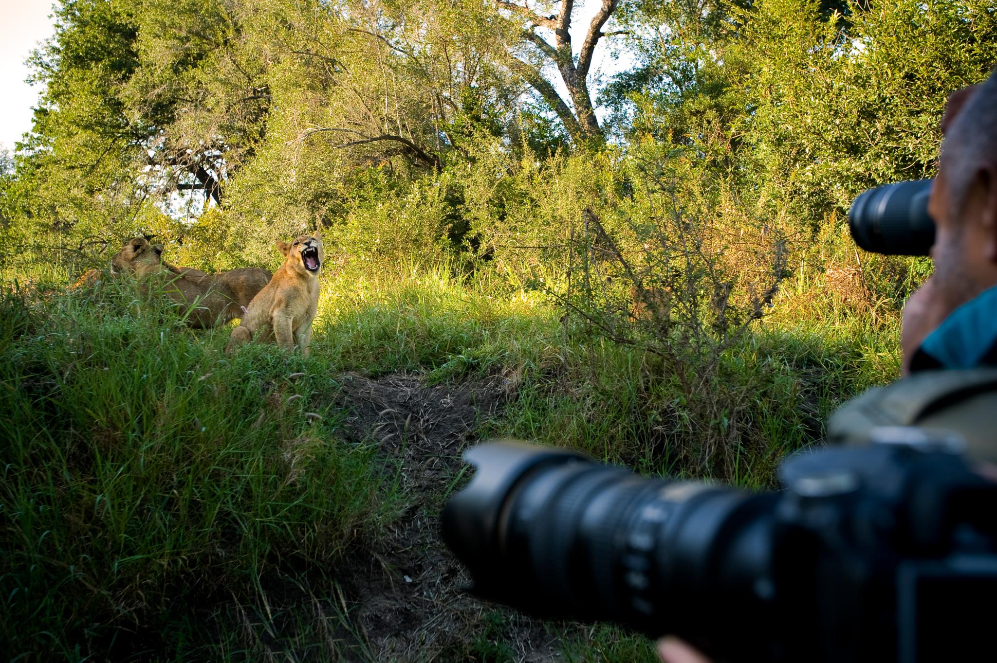 Lion Sands Narina Lodge Sabi Sand Game Reserve Εξωτερικό φωτογραφία
