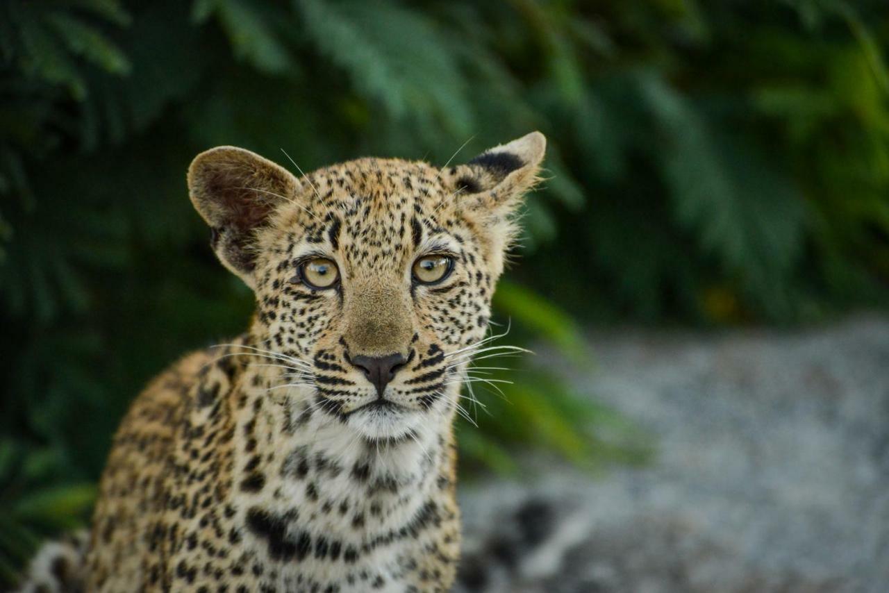 Lion Sands Narina Lodge Sabi Sand Game Reserve Εξωτερικό φωτογραφία