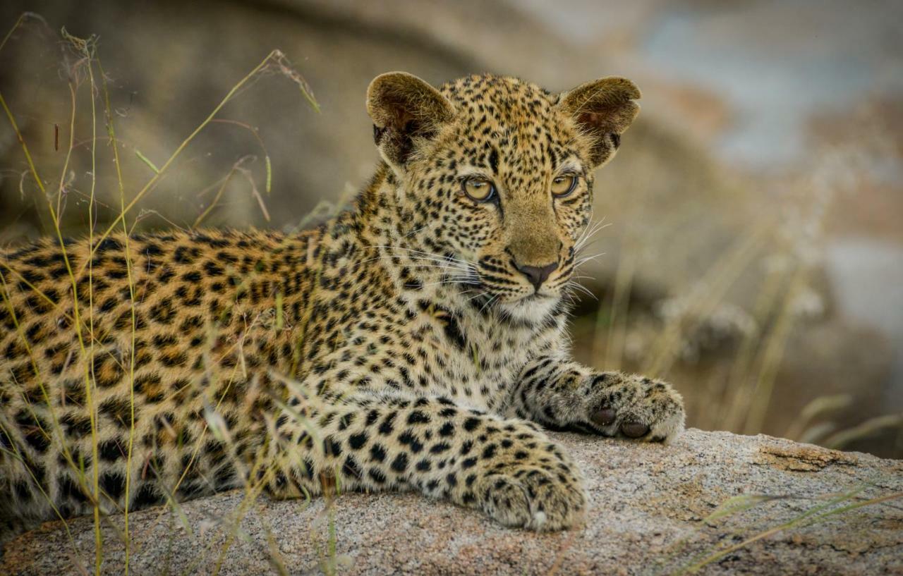 Lion Sands Narina Lodge Sabi Sand Game Reserve Εξωτερικό φωτογραφία