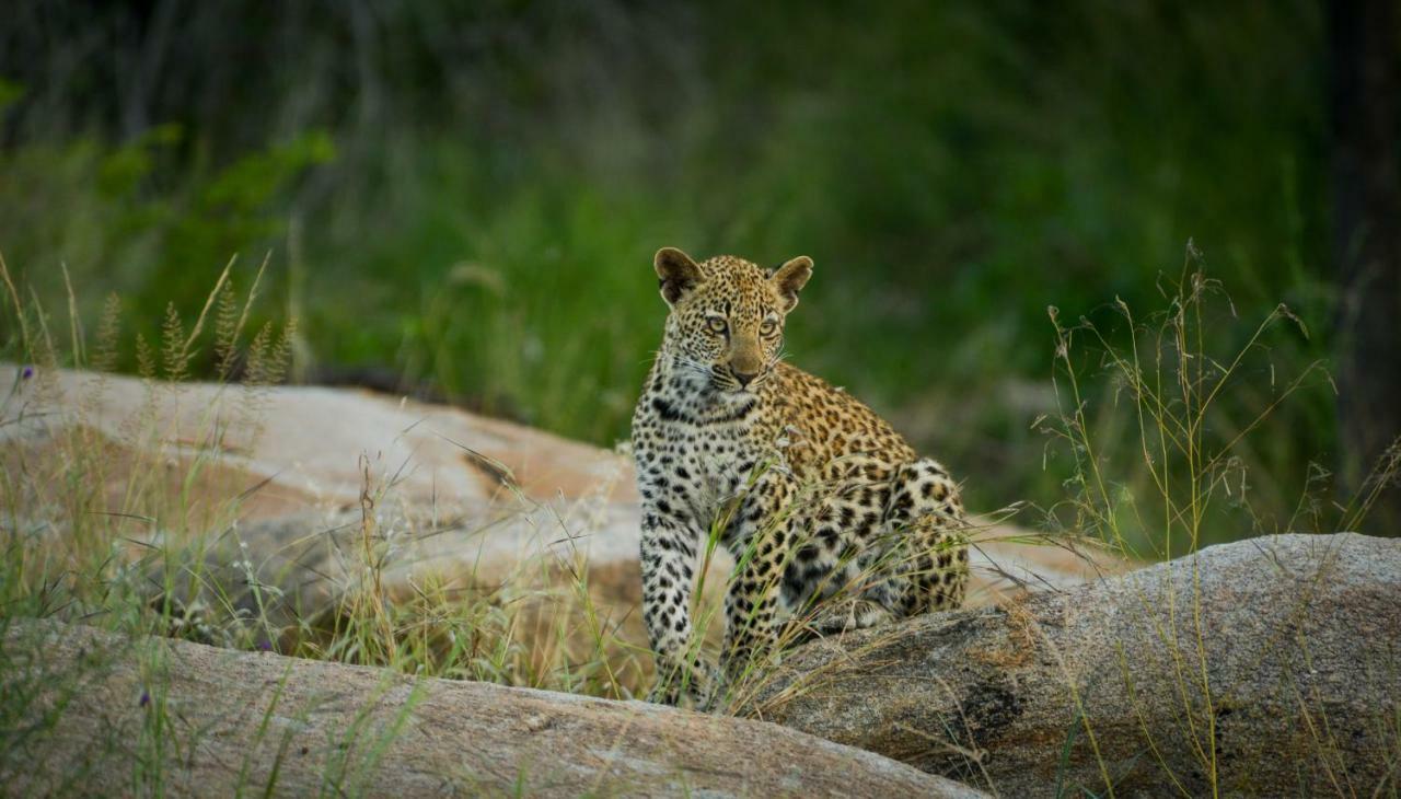 Lion Sands Narina Lodge Sabi Sand Game Reserve Εξωτερικό φωτογραφία
